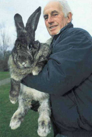 A big rabbit